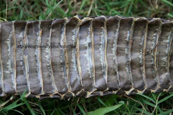 2013-KINGCOBRA-35