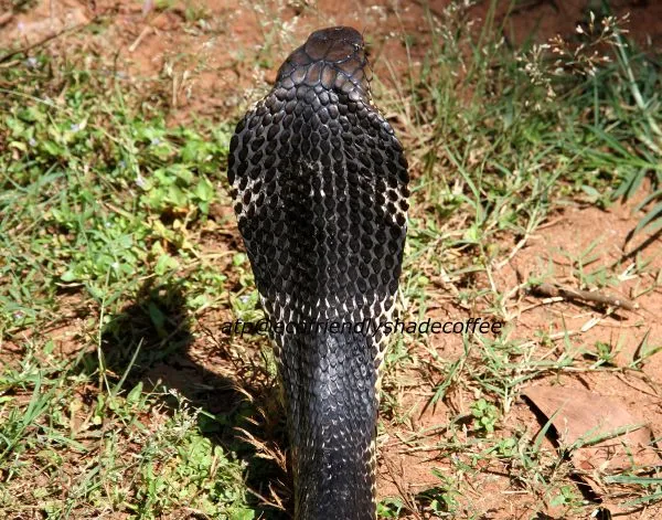 2013-KINGCOBRA-36