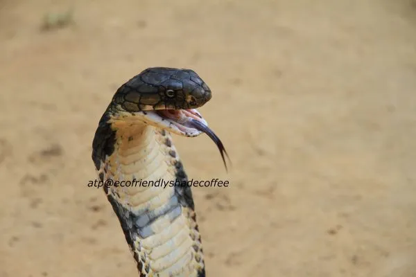 2013-KINGCOBRA-37