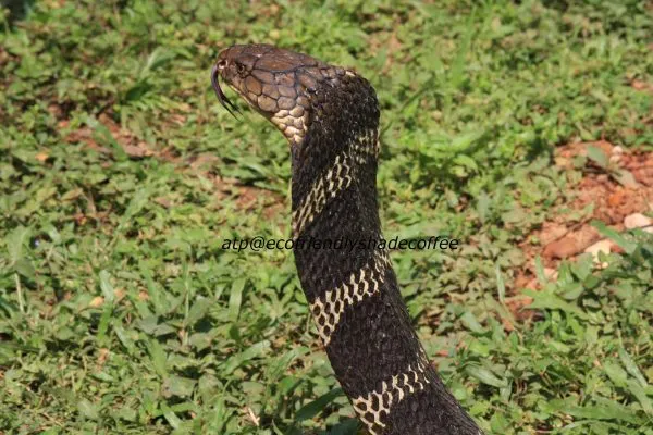 2013-KINGCOBRA-38