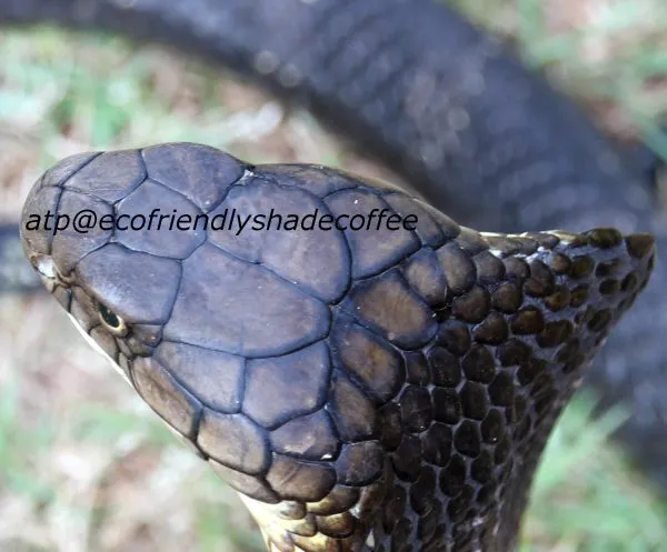 2013-KINGCOBRA-39