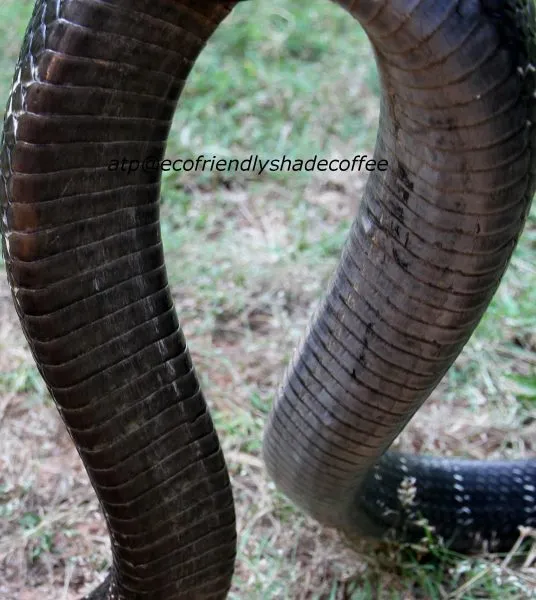 2013-KINGCOBRA-40