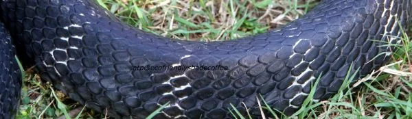 2013-KINGCOBRA-41