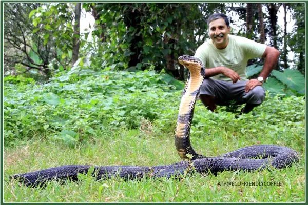 2013-KINGCOBRA-42