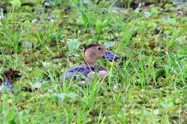 2014 11.Sept.Whistling teals Joe&#x27;s sustainable coffee farm,Kirehully Estate,Karnataka,India (21)