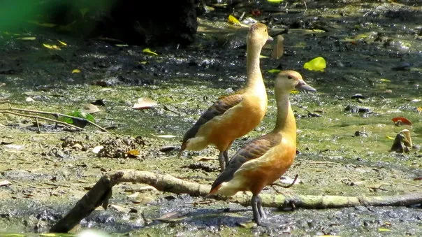 2014 17.Sept.Whistling teals Joe&#x27;s sustainable coffee farm,Kirehully Estate,Karnataka,India (26)