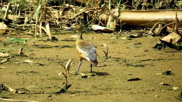 2014 18.Sept.Whistling teals Joe&#x27;s sustainable coffee farm,Kirehully Estate,Karnataka,India (25)