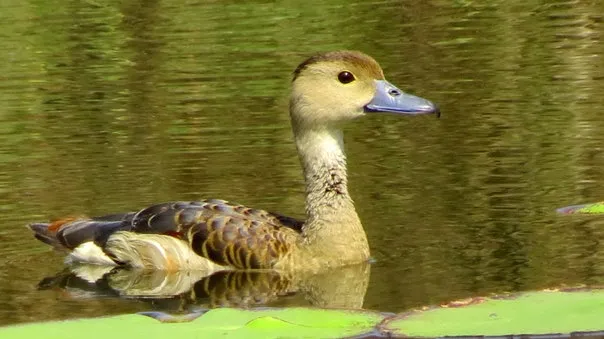 Shade Coffee and the whistling teals