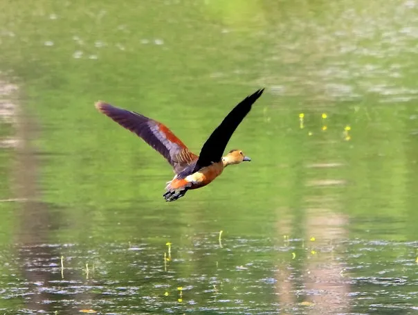 2014 23.Sept.Whistling teals Joe&#x27;s sustainable coffee farm,Kirehully Estate,Karnataka,India (7)