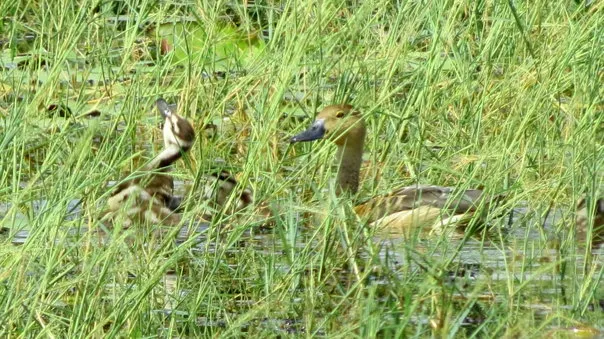 2014 27.Sept.Whistling teals Joe&#x27;s sustainable coffee farm,Kirehully Estate,Karnataka,India (3)