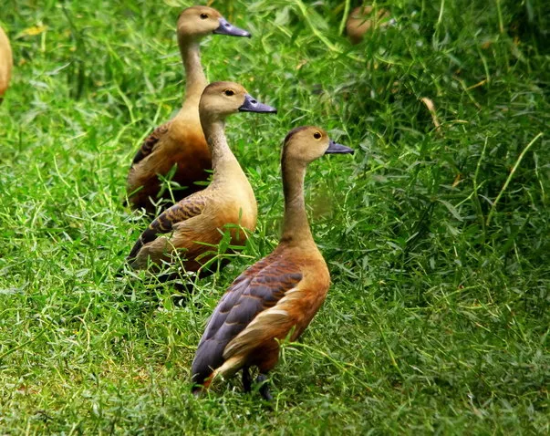 2014 3.Sept.Whistling teals Joe&#x27;s sustainable coffee farm,Kirehully Estate,Karnataka,India (6)