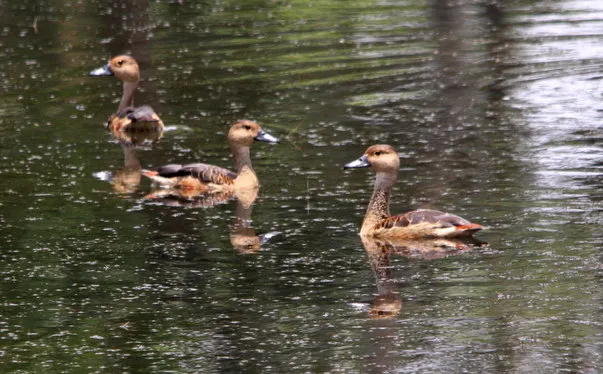 2014 5.Sept.Whistling teals Joe&#x27;s sustainable coffee farm,Kirehully Estate,Karnataka,India (8)