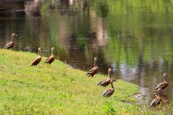 2014 6.Sept.Whistling teals Joe&#x27;s sustainable coffee farm,Kirehully Estate,Karnataka,India (9)