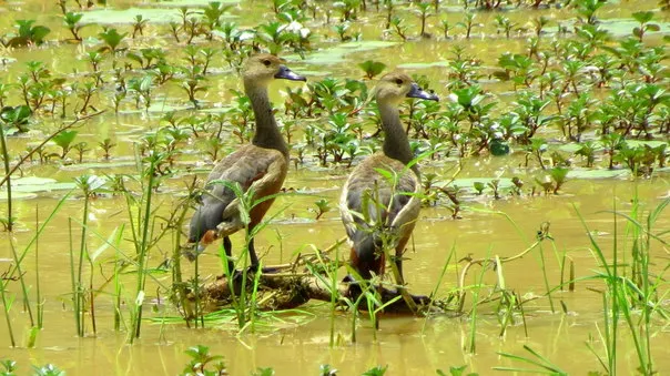 2014 9.Sept.Whistling teals Joe&#x27;s sustainable coffee farm,Kirehully Estate,Karnataka,India (23)
