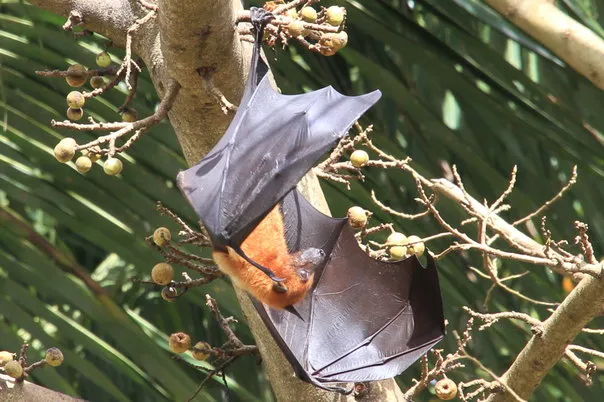 2014 BATS Dr.ATP Ecofriendlycoffee SLIDE-   (11)