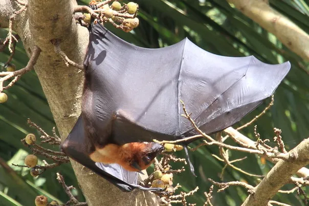 2014 BATS Dr.ATP Ecofriendlycoffee SLIDE-   (18)