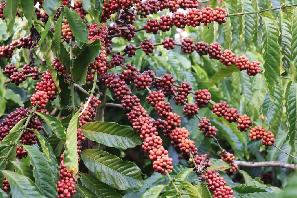 2014 BATS Dr.ATP Ecofriendlycoffee SLIDE-   (1)