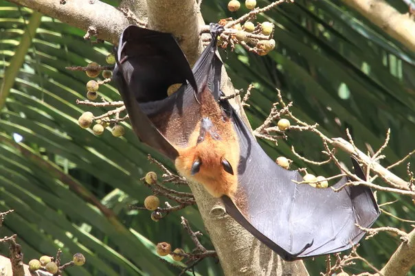 2014 BATS Dr.ATP Ecofriendlycoffee SLIDE-   (20)