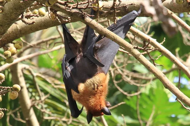 2014 BATS Dr.ATP Ecofriendlycoffee SLIDE-   (21)