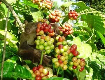 2014 BATS Dr.ATP Ecofriendlycoffee SLIDE-   (2)