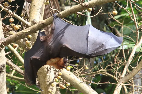 2014 BATS Dr.ATP Ecofriendlycoffee SLIDE-   (32)