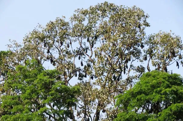 2014 BATS Dr.ATP Ecofriendlycoffee SLIDE-   (4)