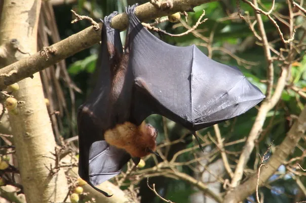 2014 BATS Dr.ATP Ecofriendlycoffee SLIDE-   (40)