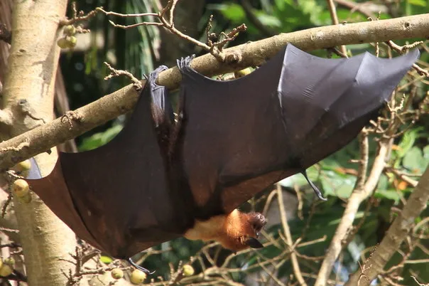 2014 BATS Dr.ATP Ecofriendlycoffee SLIDE-   (5)