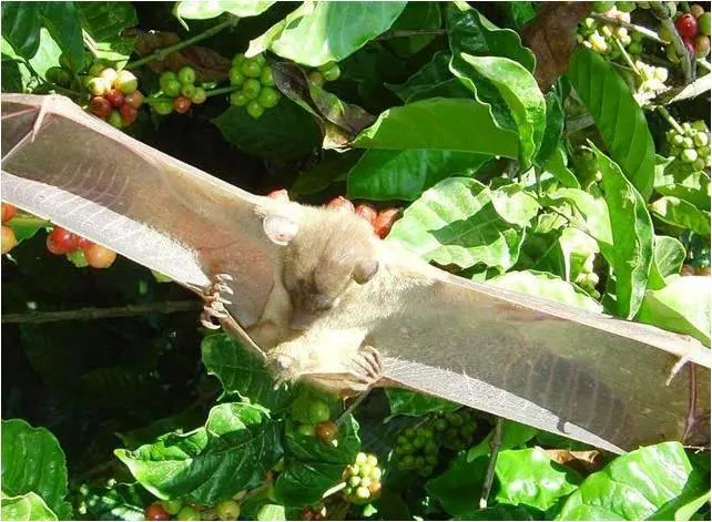 2014 BATS Dr.ATP Ecofriendlycoffee SLIDE-   (6)