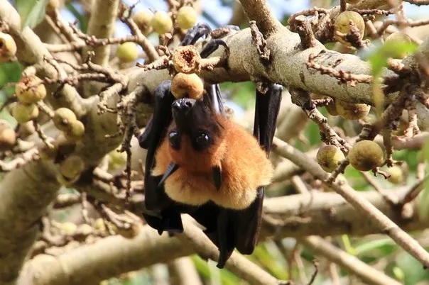 2014 BATS Dr.ATP Ecofriendlycoffee SLIDE-   (7)