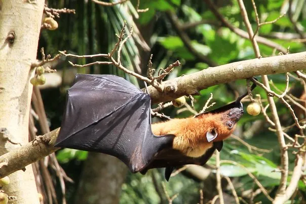 2014 BATS Dr.ATP Ecofriendlycoffee SLIDE-   (8)