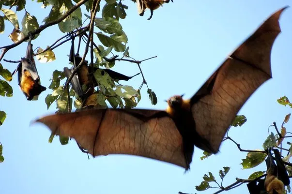2014 BATS Dr.ATP Ecofriendlycoffee SLIDE-   (9)