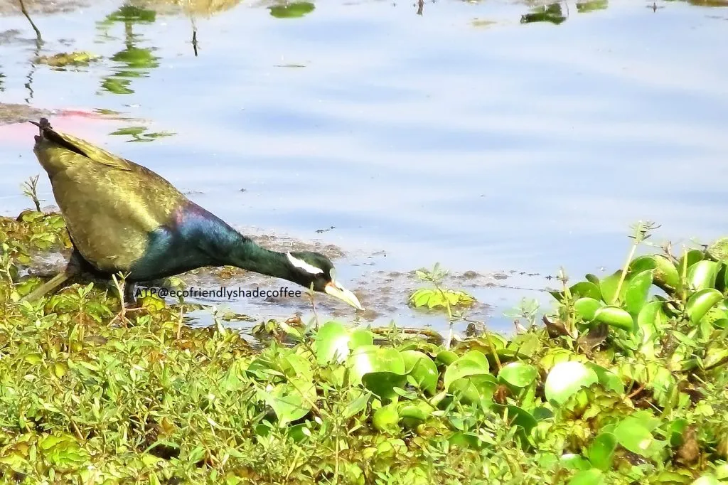 2014 BRONZE WINGED JACANA SLIDE-1-11725379375