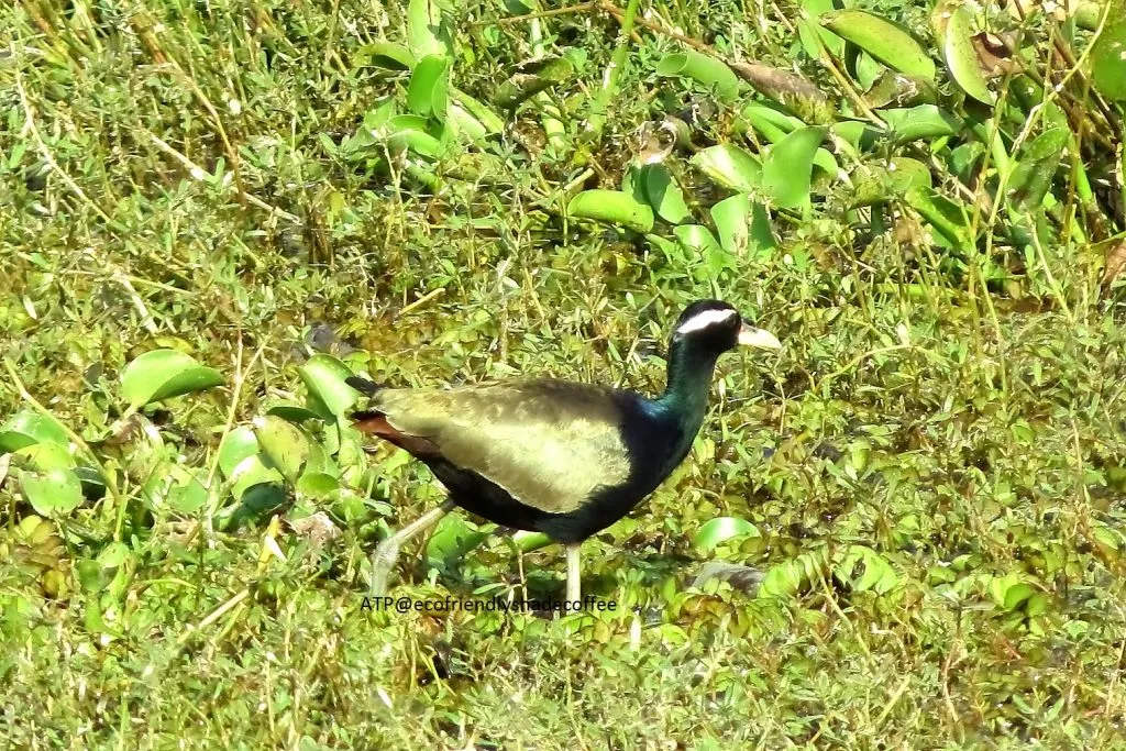 2014 BRONZE WINGED JACANA SLIDE-11-11725227853