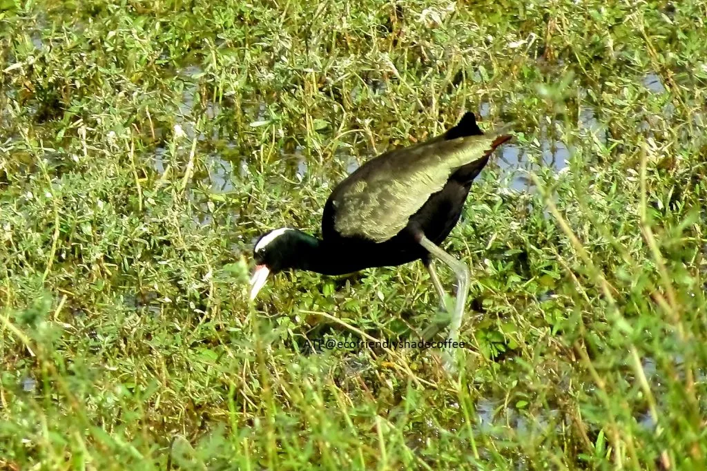 2014 BRONZE WINGED JACANA SLIDE-12-11725263603