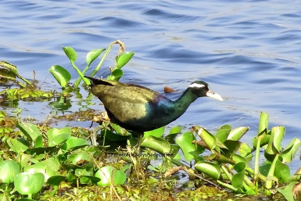 2014 BRONZE WINGED JACANA SLIDE-15-11725114964