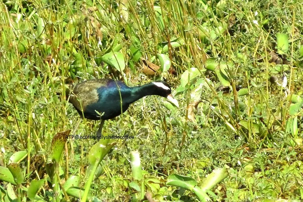 2014 BRONZE WINGED JACANA SLIDE-4-11726069276