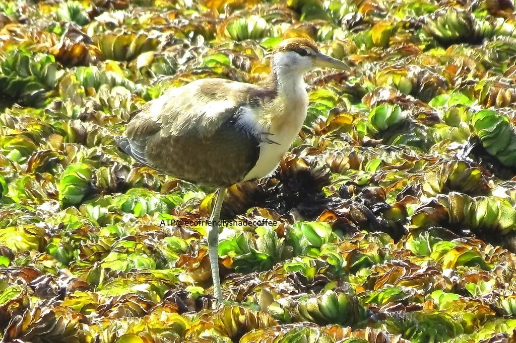 2014 BRONZE WINGED JACANA SLIDE-5-11726047366