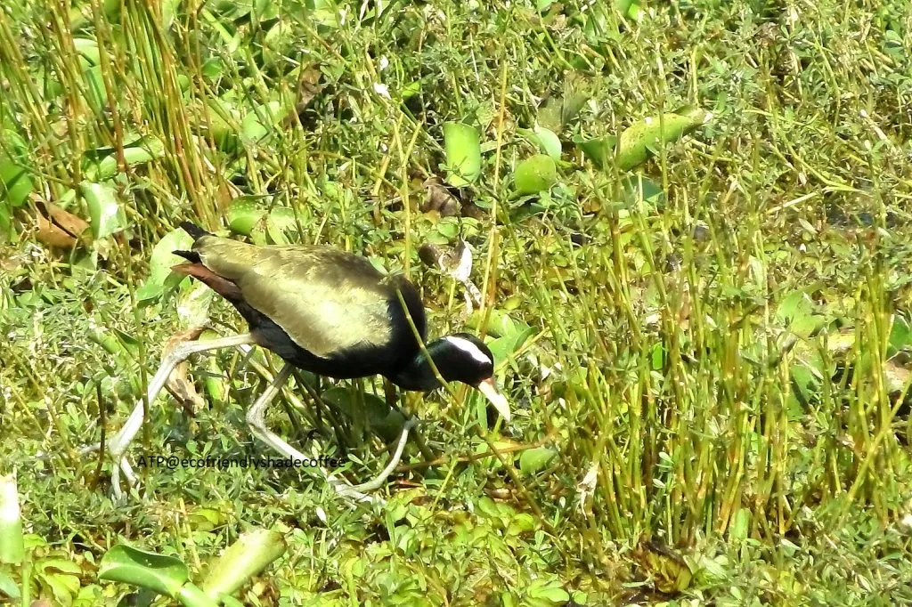 2014 BRONZE WINGED JACANA SLIDE-6-11725507593