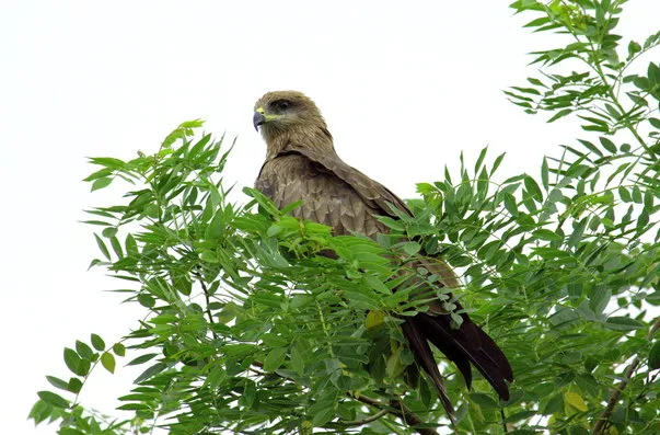 Pariah Kite