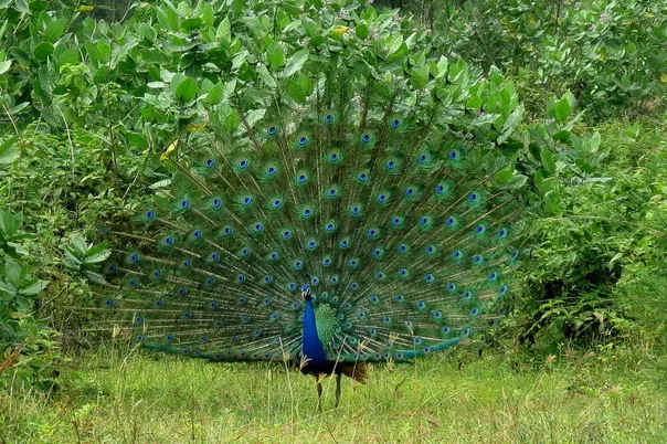 2014Aug. Shade Coffee &#x26; the Dancing Peacock Slide-1