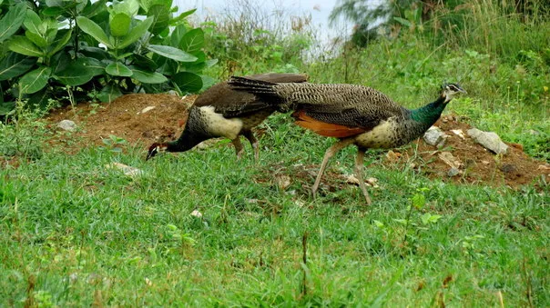 2014Aug. Dancing Peacock Slide-10