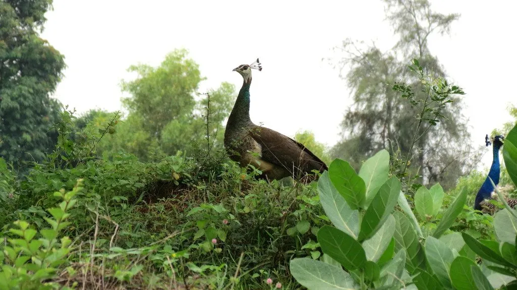 2014Aug. Dancing Peacock Slide-17