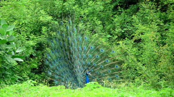 2014Aug. Dancing Peacock Slide-19