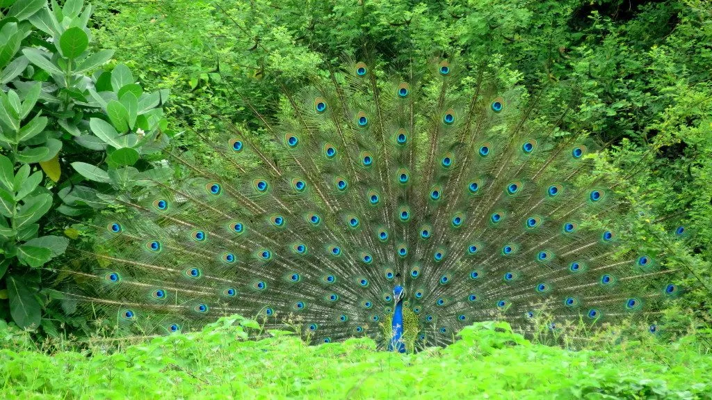 2014Aug. Dancing Peacock Slide-23
