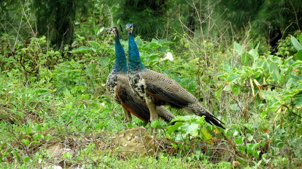 2014Aug. Dancing Peacock Slide-3