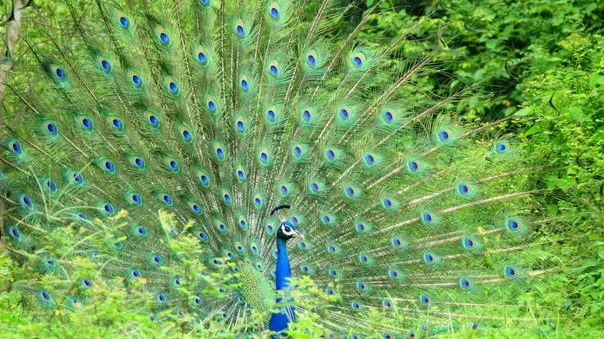 2014Aug. Dancing Peacock Slide-6