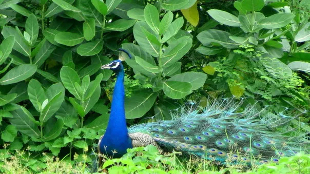 2014Aug. Dancing Peacock Slide-7