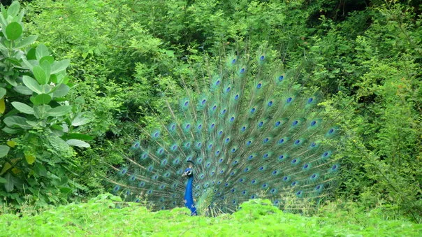 2014Aug. Dancing Peacock Slide-8