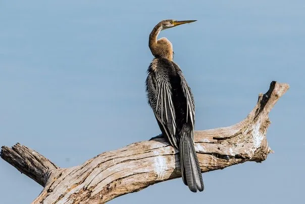 2015 Aug. Shade &#x26; future of birds- (1)